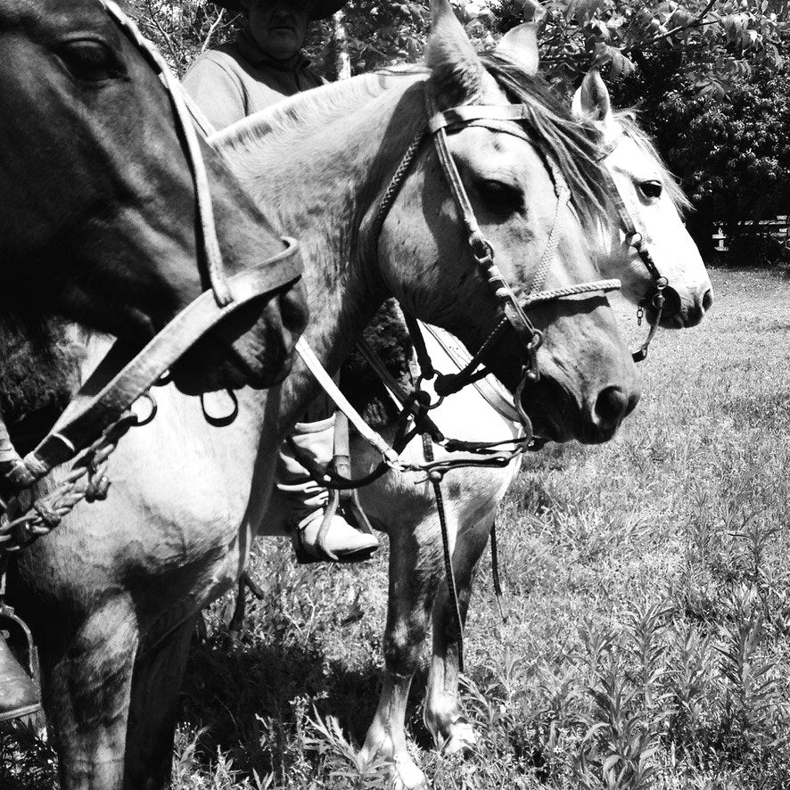 Cavalos durante a gravação do primeiro vídeo institucional da Gaucheria em 2014